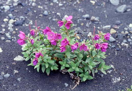 2-39_blumen