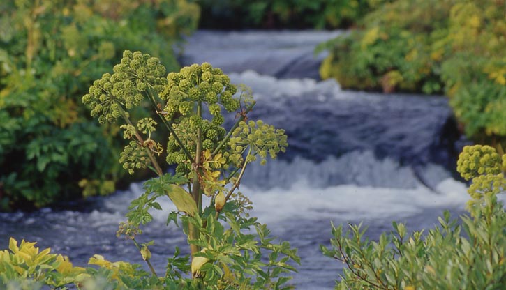 4-25_Herðubreiðarlindir