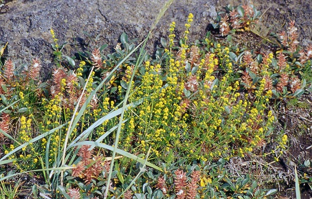 4-26_blumen
