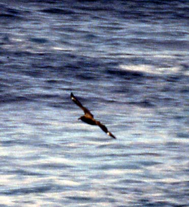 01_skua