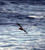 Eine Skua im Nordatlantik