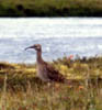 Regenbrachvogel